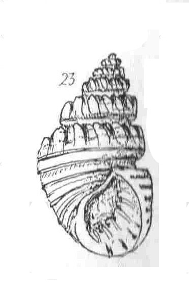 Rissoidae nel Mediterraneo: Genere Alvania